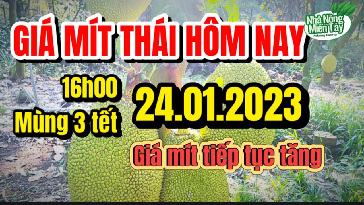 Thai jackfruit prices today