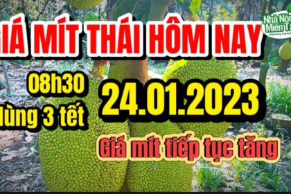 Thai jackfruit prices today