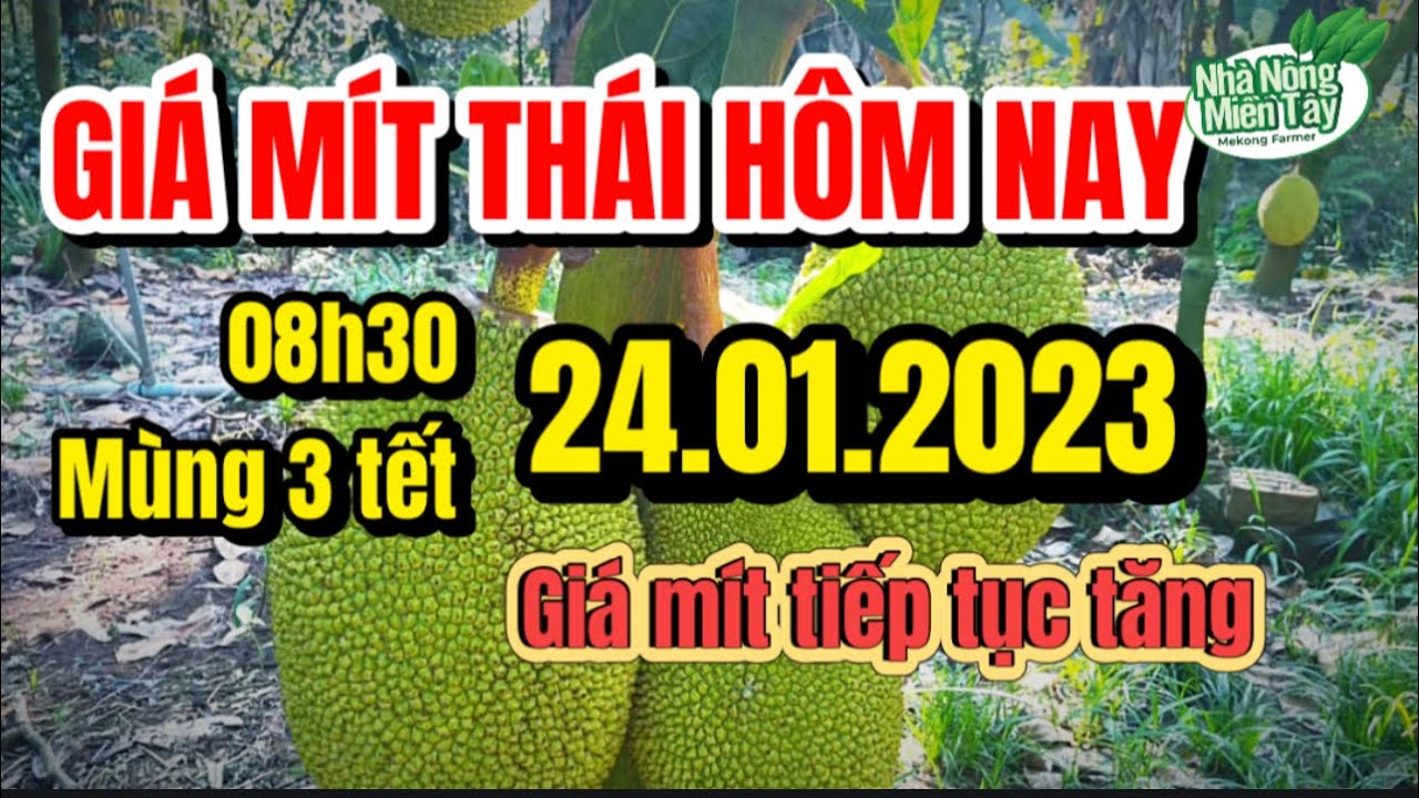 Thai jackfruit prices today
