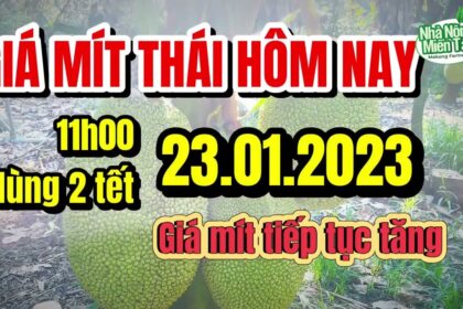 Thai jackfruit prices today