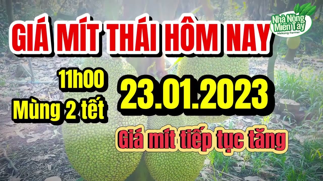 Thai jackfruit prices today