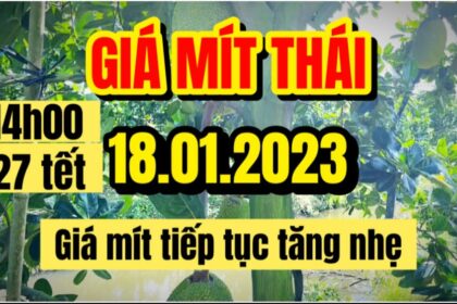 Thai jackfruit prices today