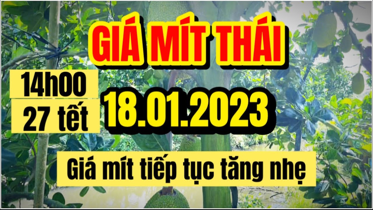 Thai jackfruit prices today