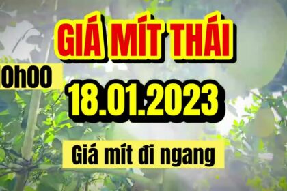Thai jackfruit prices today