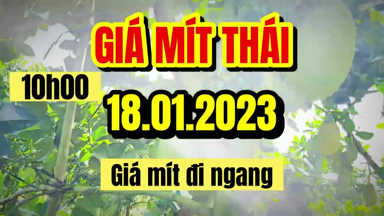 Thai jackfruit prices today