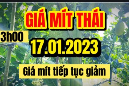 Thai jackfruit prices today