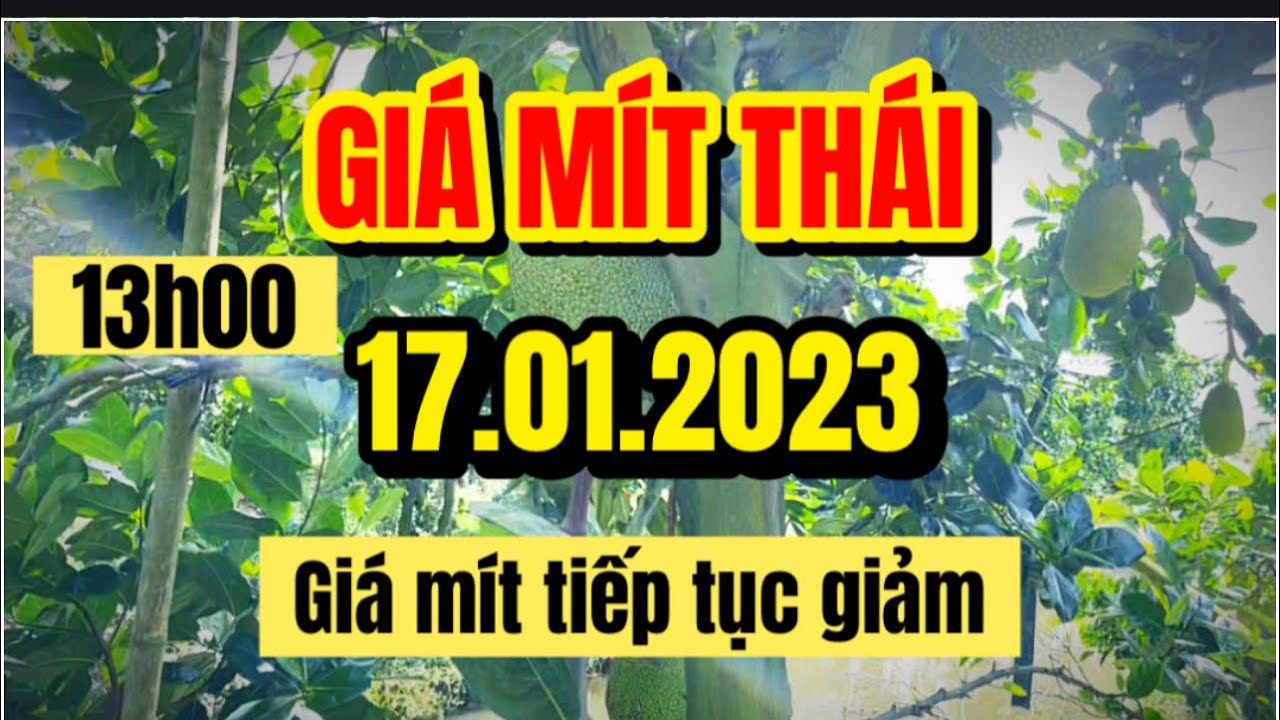 Thai jackfruit prices today