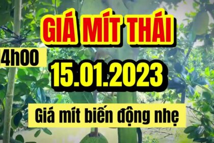Thai jackfruit prices today
