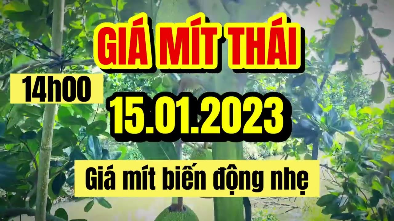 Thai jackfruit prices today