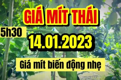 Thai jackfruit prices today