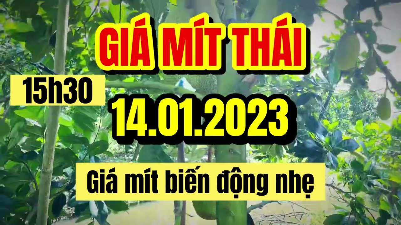 Thai jackfruit prices today