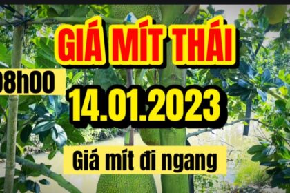 Thai jackfruit prices today