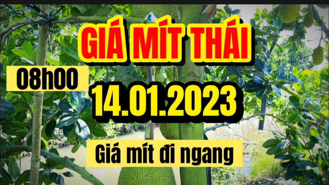 Thai jackfruit prices today
