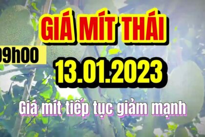Thai jackfruit prices today