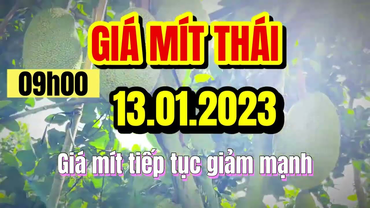 Thai jackfruit prices today