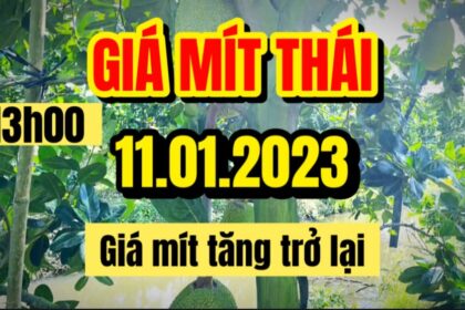 Thai jackfruit prices today