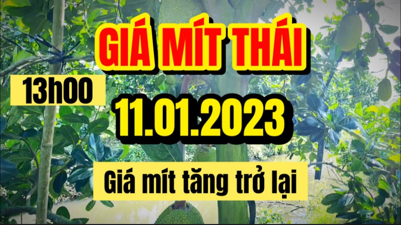 Thai jackfruit prices today