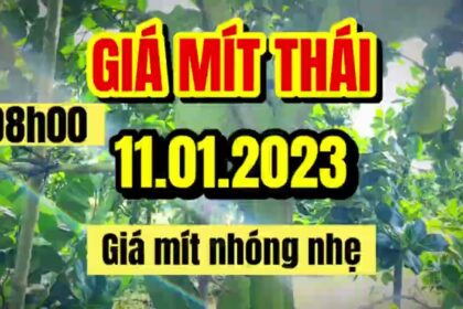 Thai jackfruit prices today