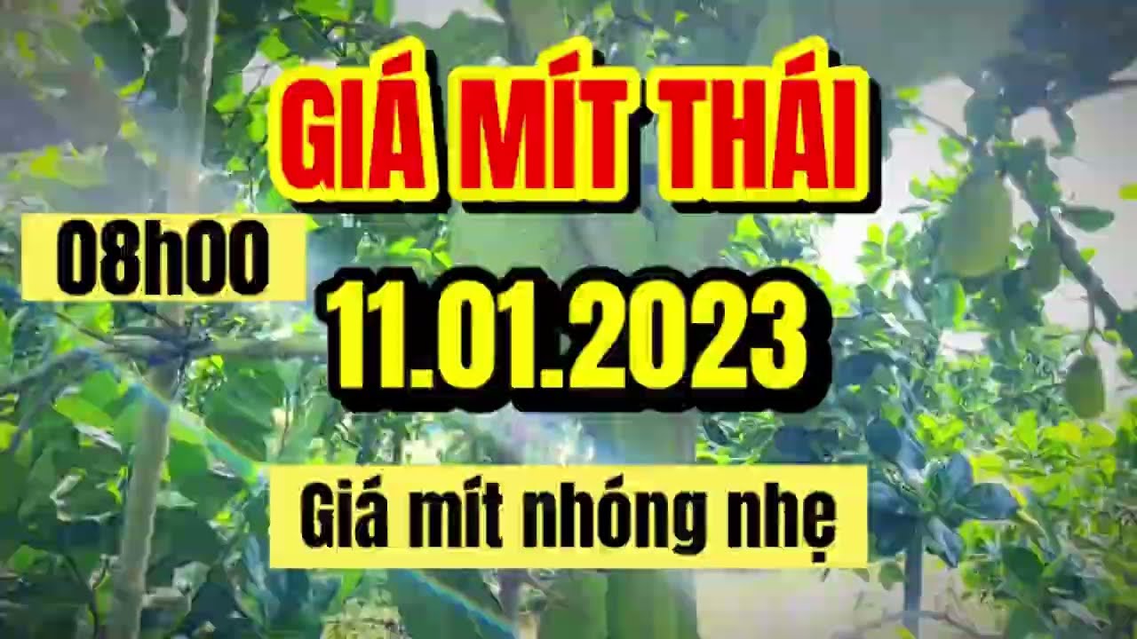 Thai jackfruit prices today