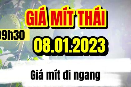 Thai jackfruit prices today