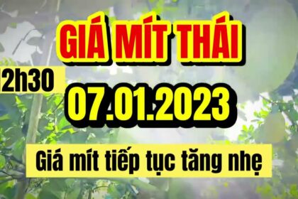Thai jackfruit prices today