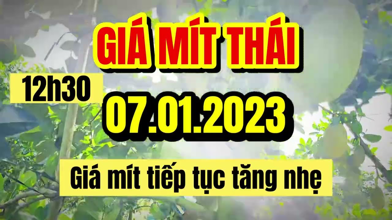 Thai jackfruit prices today