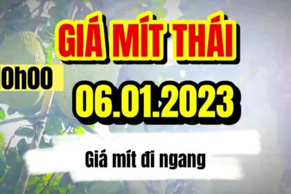 Thai jackfruit prices today