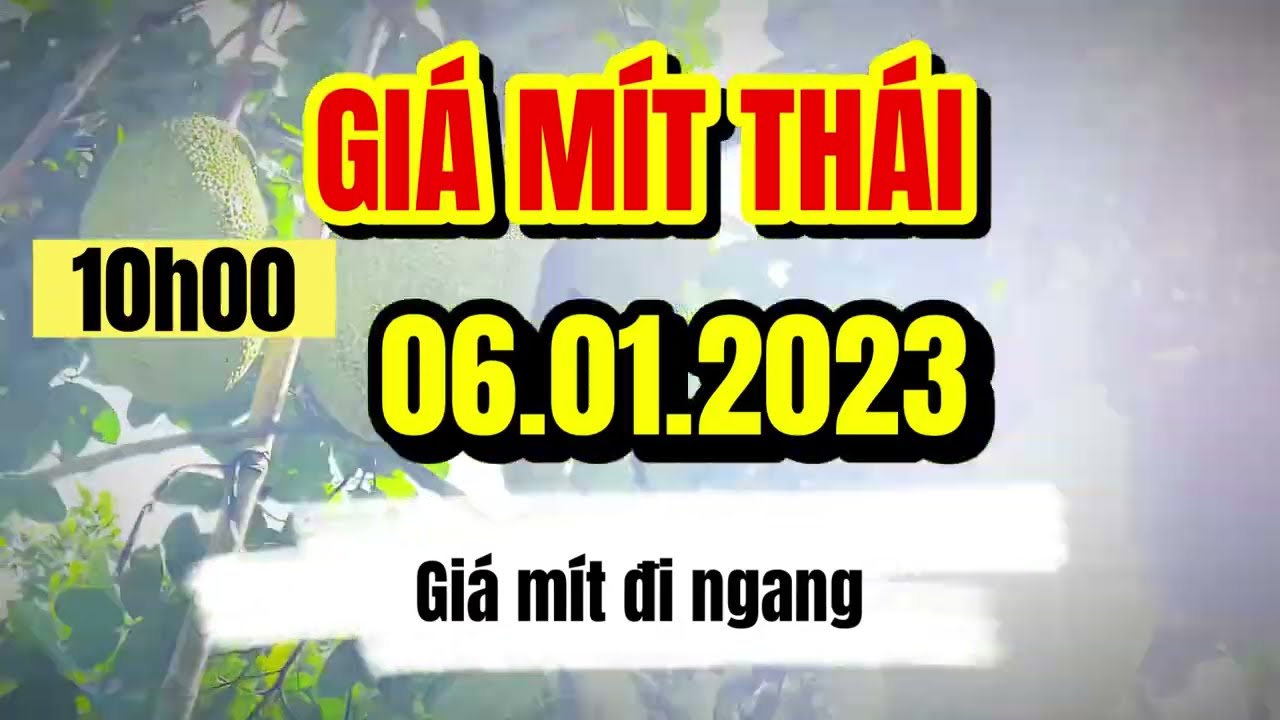 Thai jackfruit prices today