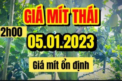 Thai jackfruit prices today