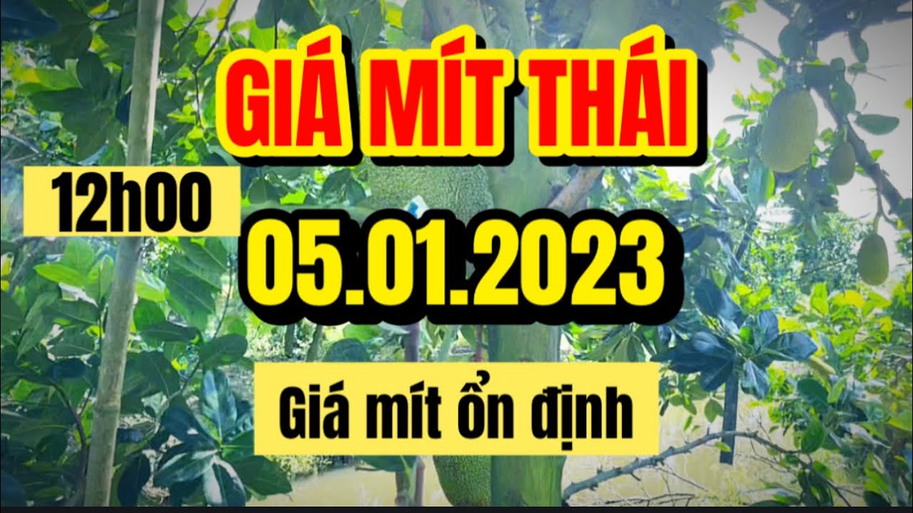 Thai jackfruit prices today