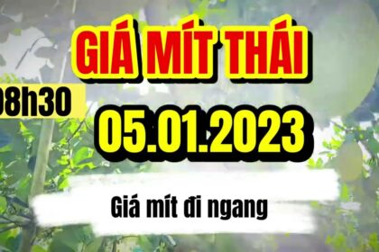 Thai jackfruit prices today