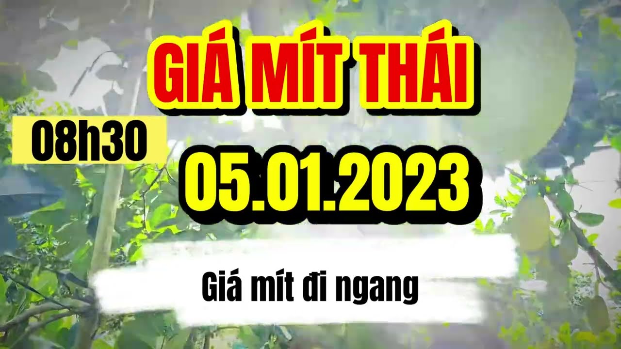 Thai jackfruit prices today