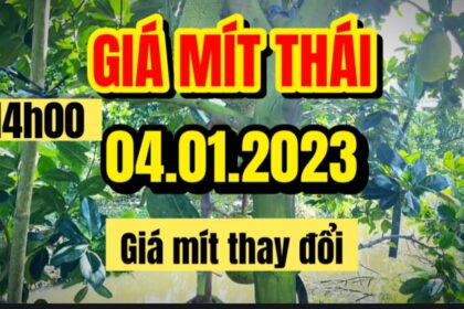 Thai jackfruit prices today
