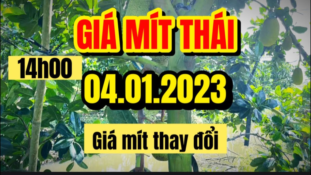 Thai jackfruit prices today