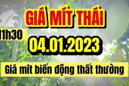 Thai jackfruit prices today