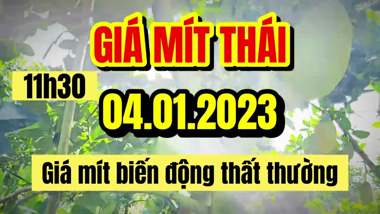 Thai jackfruit prices today