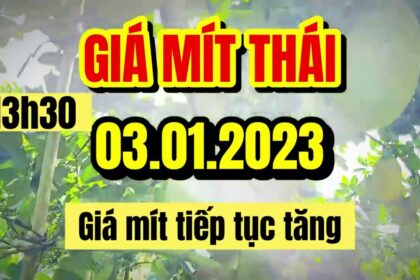 Thai jackfruit prices today