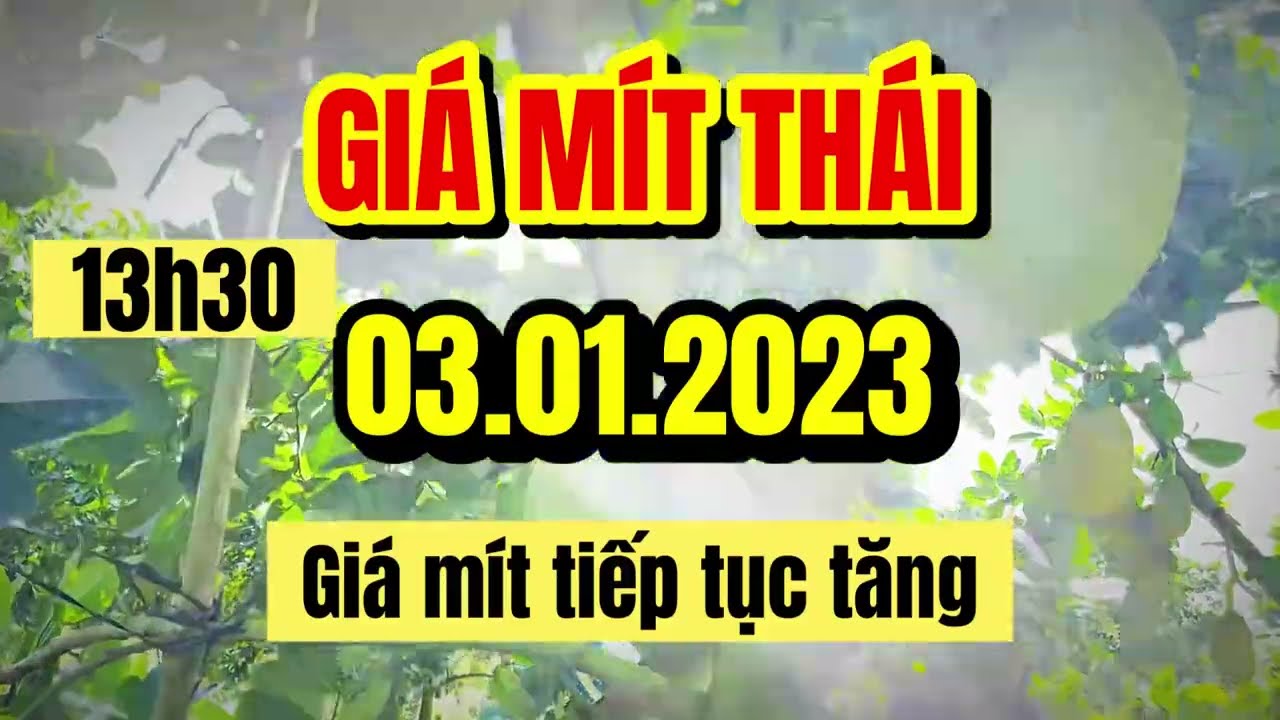 Thai jackfruit prices today