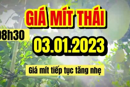 Thai jackfruit prices today