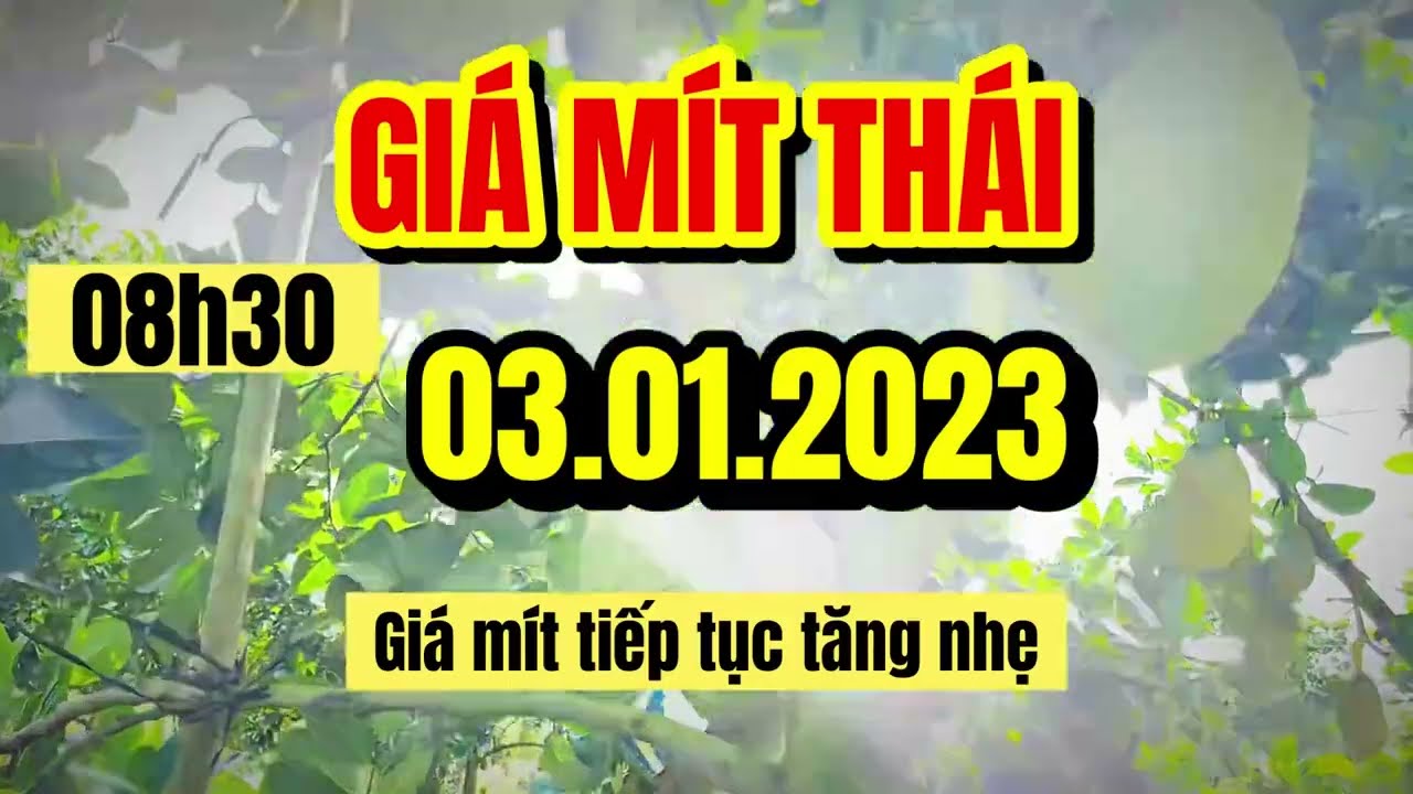 Thai jackfruit prices today