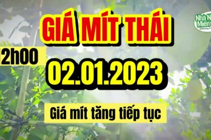 Thai jackfruit prices today