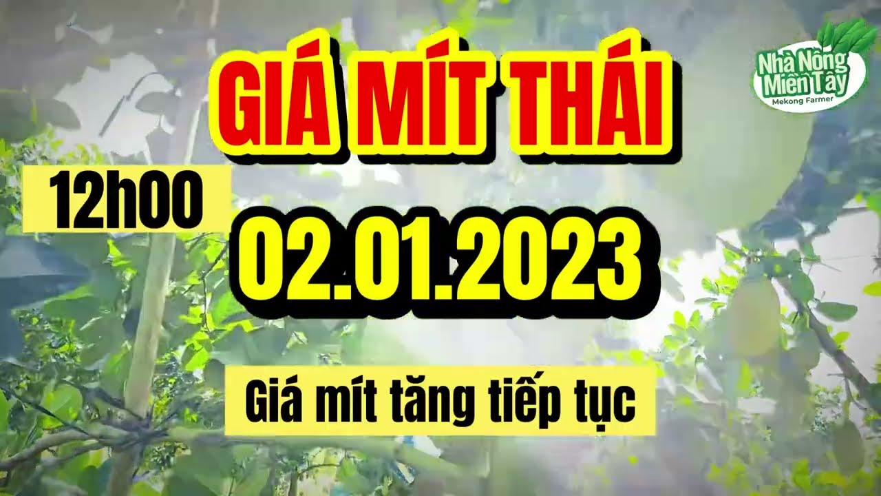 Thai jackfruit prices today