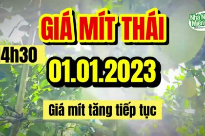 Thai jackfruit prices today