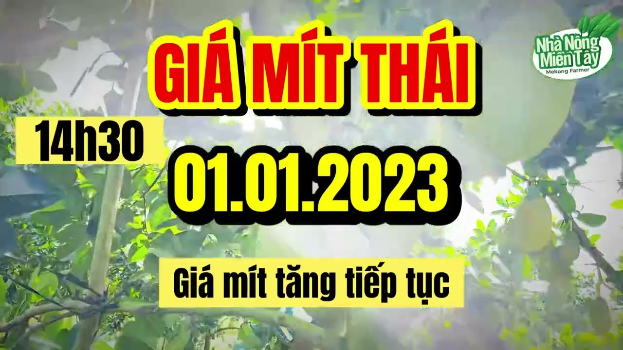 Thai jackfruit prices today