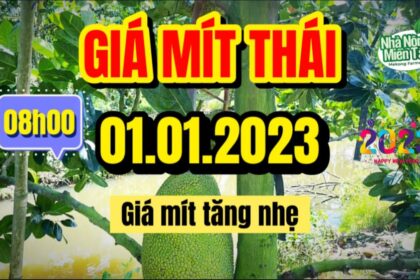 Thai jackfruit prices today