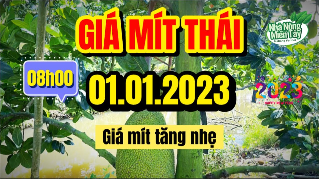 Thai jackfruit prices today