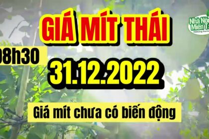 Thai jackfruit prices today