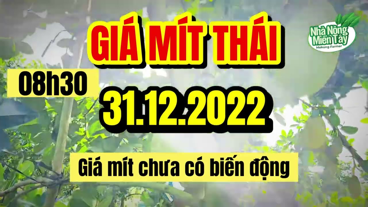 Thai jackfruit prices today