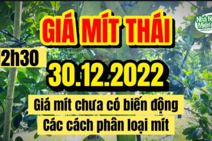 Thai jackfruit prices today