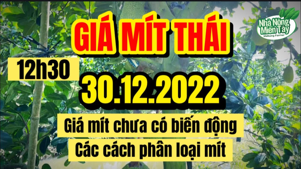 Thai jackfruit prices today